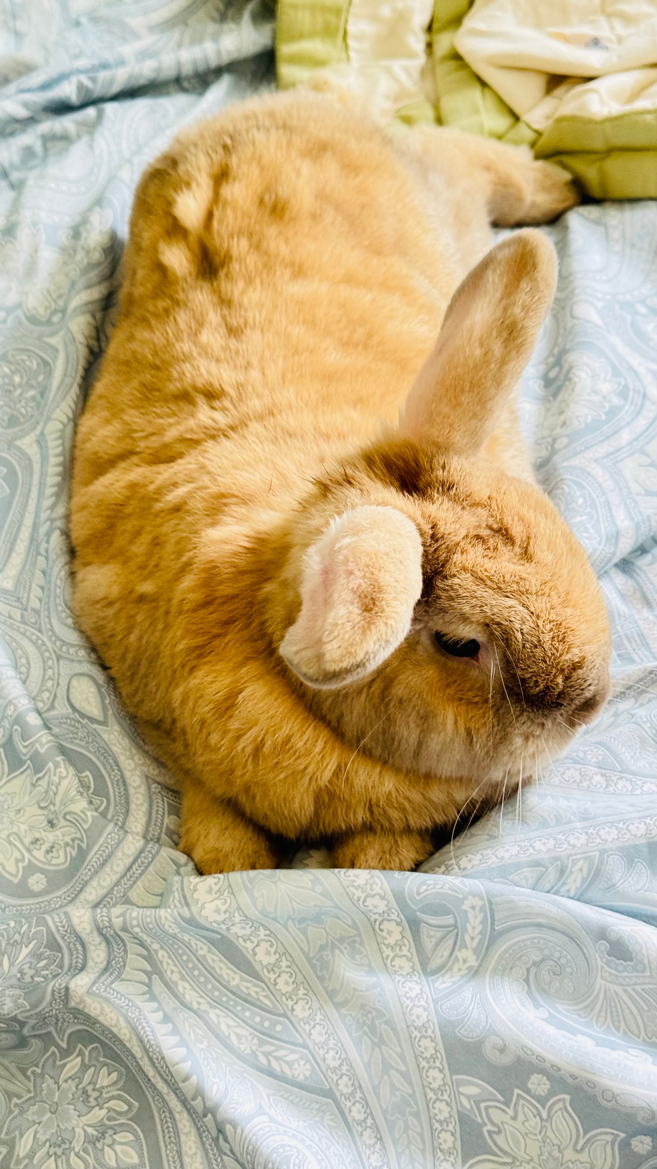 Dodo the Bunny showcase