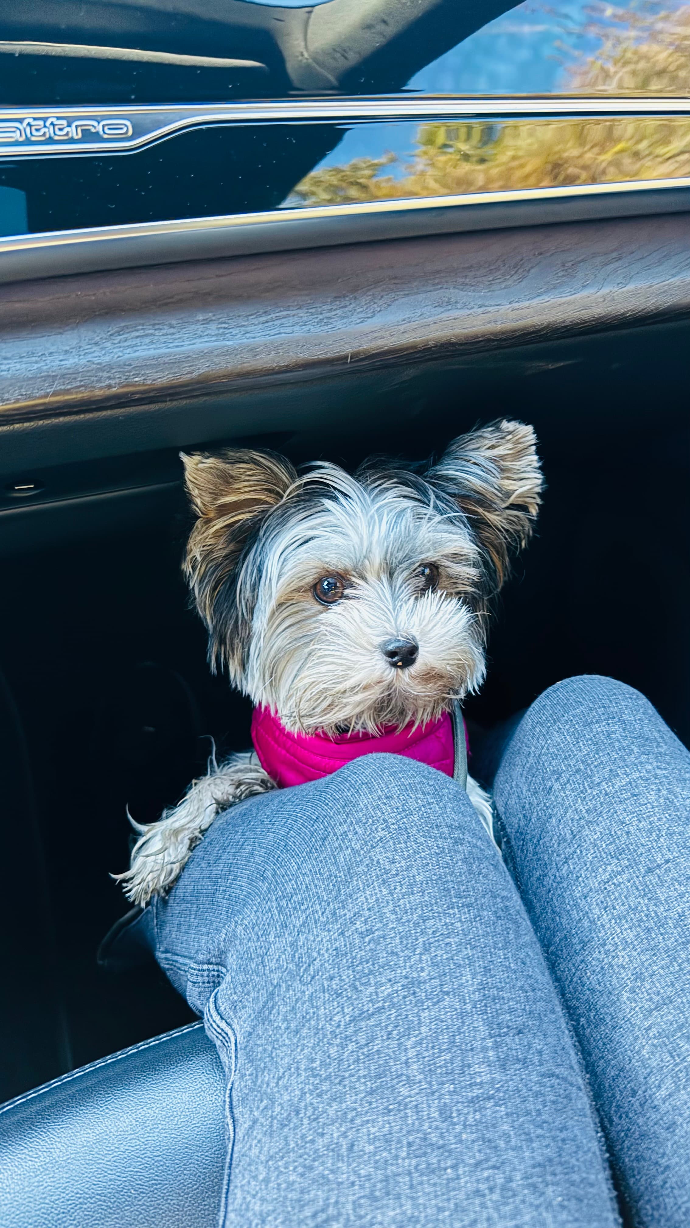 Kenu the Puppy showcase