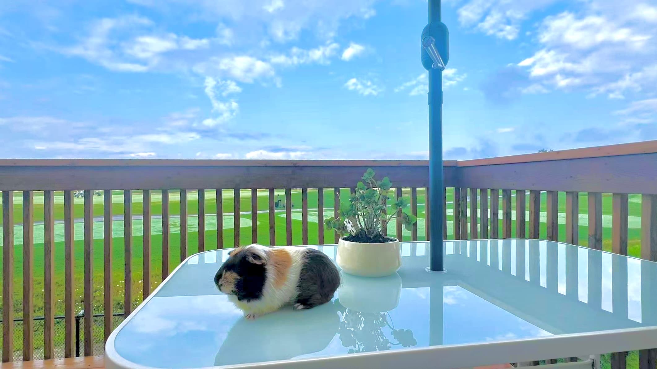 Tuntun the Guinea Pig showcase